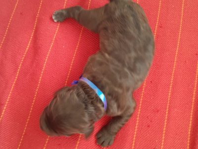 Labradoodle – Forrestfield