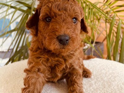 Poodle Mini – Eaton