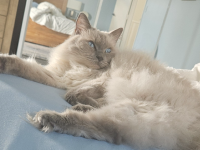 Ragdoll – Mount Druitt