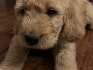 Groodle – Herberton