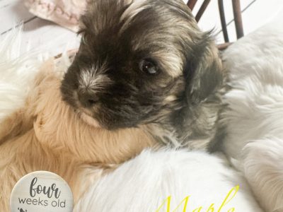 Maltalier – Mount Barker