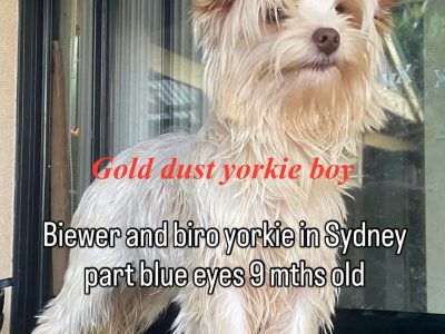 Yorkshire Terrier – Rooty Hill