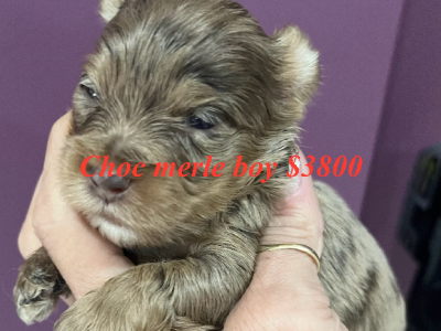 Yorkshire Terrier – Rooty Hill