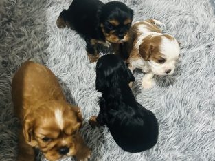 Cavalier King Charles Spaniel – Mirboo North