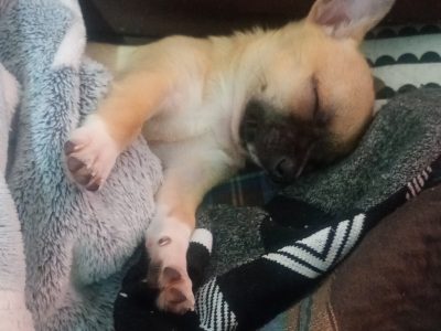 Chihuahua – Villawood