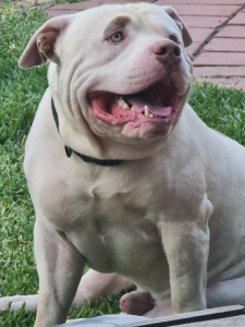 American Bulldog – Eaglehawk