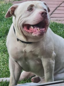 American Bulldog – Eaglehawk