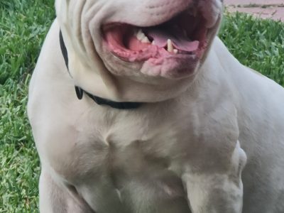 American Bulldog – Eaglehawk