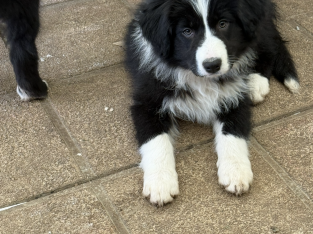 Border Collie – Kilmore