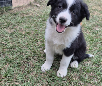 Border Collie – Slacks Creek