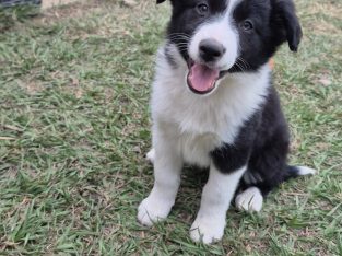 Border Collie – Slacks Creek