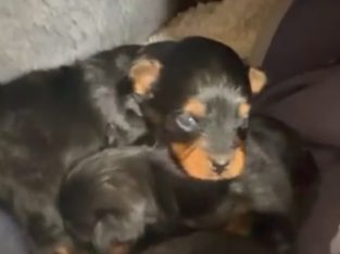 Poodle Mini – Tahmoor