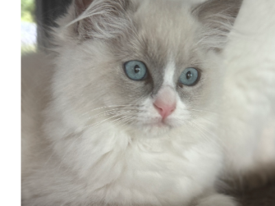 Ragdoll – Plainland