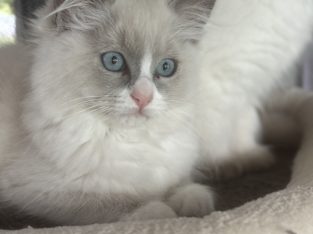 Ragdoll – Plainland