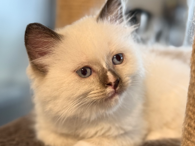 Ragdoll – Plainland