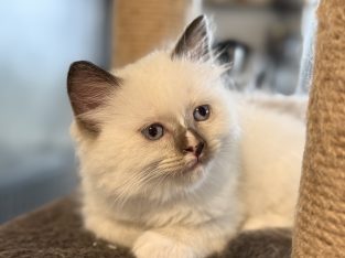 Ragdoll – Plainland