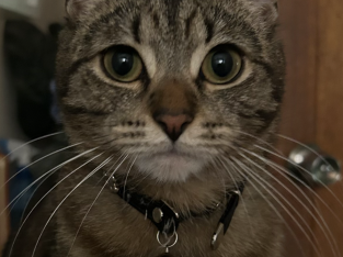 Cats – Central Coast