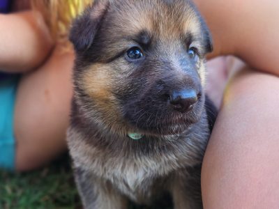 German Shepherd – Bundaberg Central