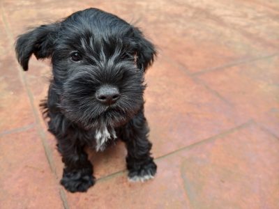 Schnauzer (Miniature) – Delahey