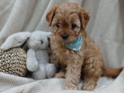 Cavoodle – Campbelltown