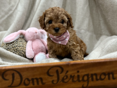 Cavoodle – Melbourne