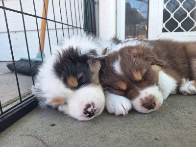 Australian Shepherd – Wolumla