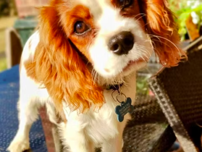 Cavalier King Charles Spaniel – Moonlight Flat
