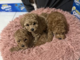 Toy Poodle – Andrews Farm