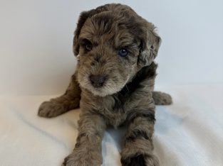 Labradoodle – Louise B