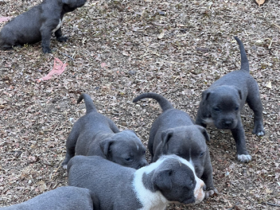 Staffordshire Bull Terrier – Palmerston City