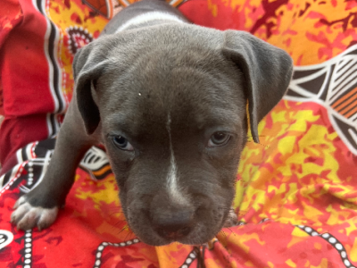 American Staffordshire Bull Terrier – Palmerston City