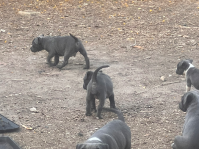 Staffordshire Bull Terrier – Palmerston City