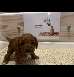 Cavoodle – Caves Beach