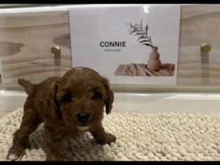 Cavoodle – Caves Beach
