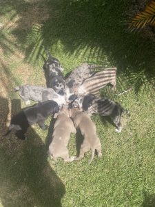 American Bulldog – Coomera