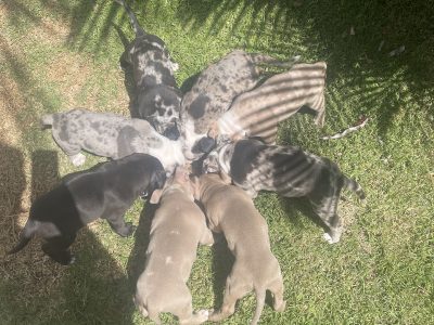 American Bulldog – Coomera