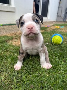 American Bulldog – Coomera