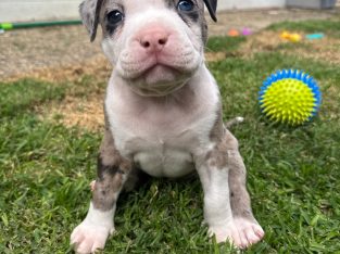 American Bulldog – Coomera