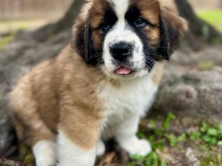 Saint Bernard – Sydney