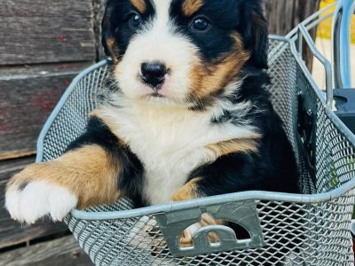 Bernese Mountain Dog – Dubbo