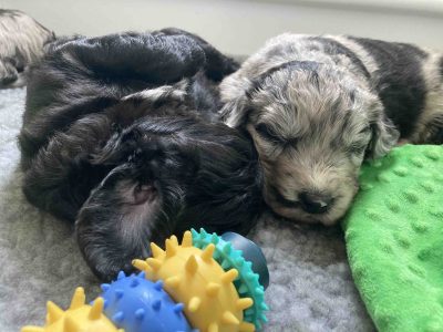 Bordoodle – Rebecca Hordern