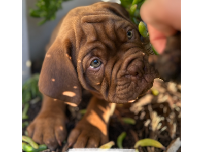 Dogue De Bordeaux – Butler