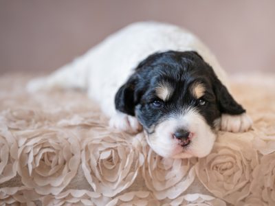 Spoodle – Augustine Heights