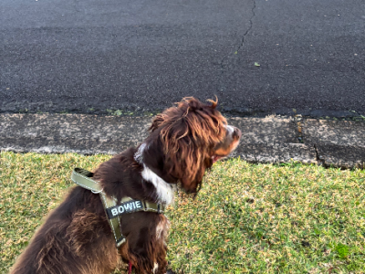 English Springer Spaniel – Thirroul