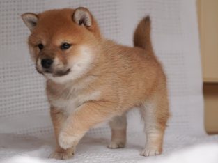 Shiba Inu – Turramurra