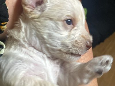 Cavoodle – Spring Hill