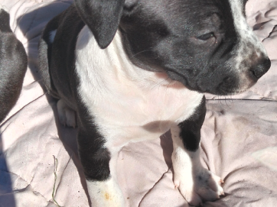 Other Dogs – Northmead