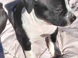 Other Dogs – Northmead