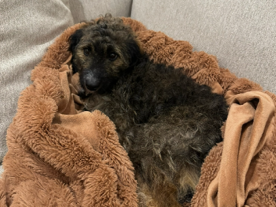 Dogs – Riverlea Park