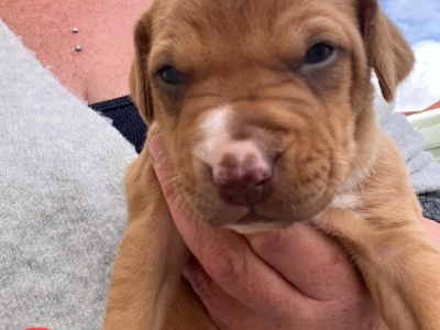 American Staffordshire Bull Terrier – Darling Heights